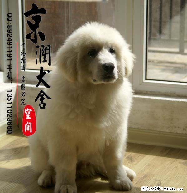 纯种大白熊犬的价格 巨型大白熊 熊版大白熊 - 宠物交易 - 宠物信息 - 桂林分类信息 - 桂林28生活网 www.28life.net