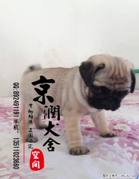 纯种巴哥犬的价格 巴哥犬吃什么 巴哥犬的喂养 - 宠物交易 - 宠物信息 - 桂林分类信息 - 桂林28生活网 www.28life.net