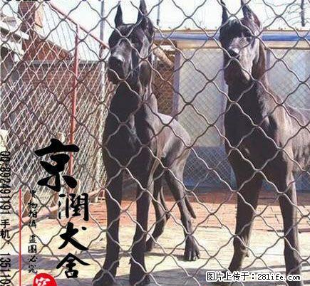 纯种金丹犬的价格 黑丹犬图片 花丹多少钱一只 桂林有卖大丹的吗 - 宠物交易 - 宠物信息 - 桂林分类信息 - 桂林28生活网 www.28life.net