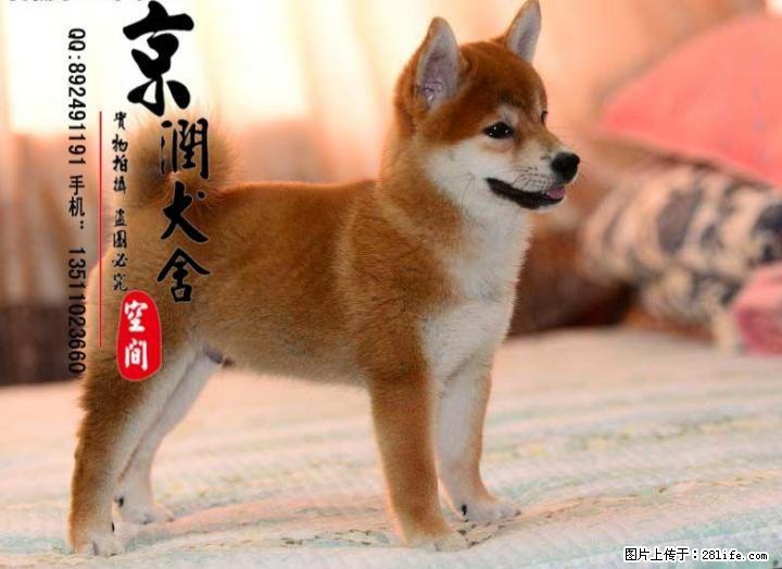 桂林有卖小柴犬的吗 桂林小柴犬的价格 柴犬多少钱一只 - 宠物交易 - 宠物信息 - 桂林分类信息 - 桂林28生活网 www.28life.net