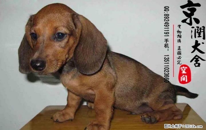 腊肠犬好养吗 腊肠犬吃什么 腊肠犬怎么卖的 - 宠物交易 - 宠物信息 - 桂林分类信息 - 桂林28生活网 www.28life.net