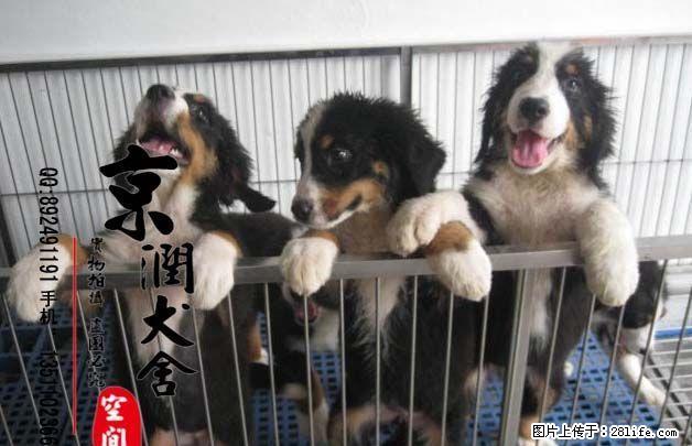 哪里有卖纯种伯恩山小狗 伯恩山犬的价格 伯恩山配种 - 宠物交易 - 宠物信息 - 桂林分类信息 - 桂林28生活网 www.28life.net