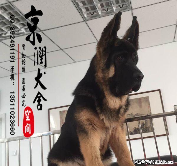 德国牧羊犬犬好养吗  德国牧羊犬犬吃什么 - 宠物交易 - 宠物信息 - 桂林分类信息 - 桂林28生活网 www.28life.net