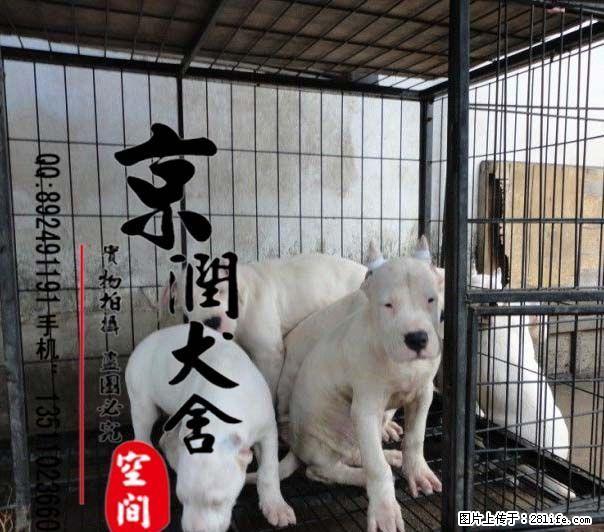 什么狗能打猎 什么狗能看场子 - 宠物交易 - 宠物信息 - 桂林分类信息 - 桂林28生活网 www.28life.net