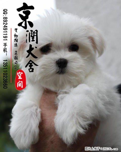 北京哪里卖纯种马尔济斯犬 - 宠物交易 - 宠物信息 - 桂林分类信息 - 桂林28生活网 www.28life.net