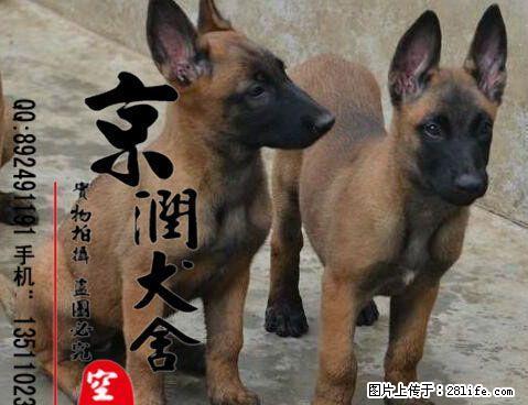 北京哪家狗场信誉高 - 宠物交易 - 宠物信息 - 桂林分类信息 - 桂林28生活网 www.28life.net