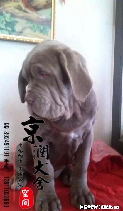 北京哪里卖纯种纽波利顿的 - 宠物交易 - 宠物信息 - 桂林分类信息 - 桂林28生活网 www.28life.net