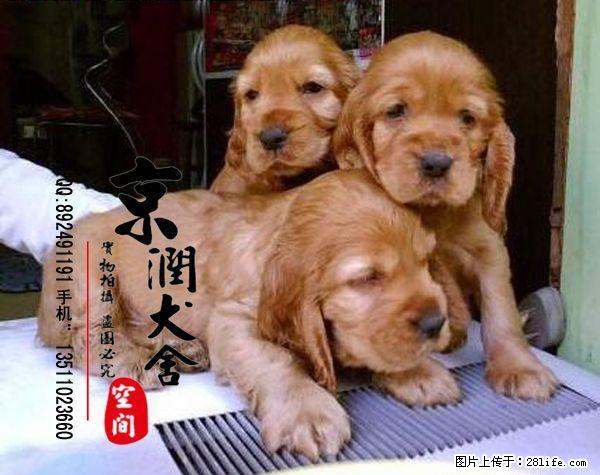 北京哪里出售纯种可卡犬 - 宠物交易 - 宠物信息 - 桂林分类信息 - 桂林28生活网 www.28life.net