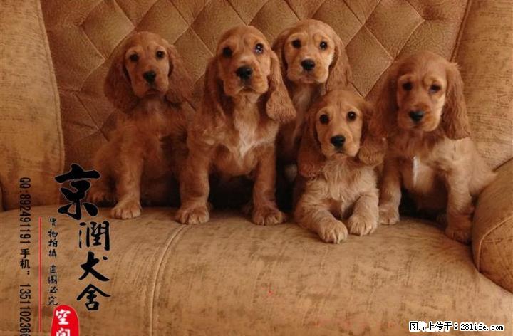 北京哪卖可卡幼犬 好养吗 - 宠物交易 - 宠物信息 - 桂林分类信息 - 桂林28生活网 www.28life.net