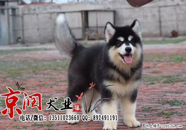 北京最好的犬舍是哪家 - 宠物交易 - 宠物信息 - 桂林分类信息 - 桂林28生活网 www.28life.net