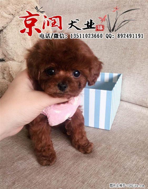 天津哪里卖纯种泰迪幼犬 - 宠物交易 - 宠物信息 - 桂林分类信息 - 桂林28生活网 www.28life.net