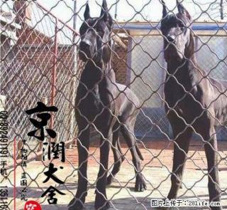 纯种金丹犬的价格 黑丹犬图片 花丹多少钱一只 桂林有卖大丹的吗 - 桂林28生活网 www.28life.net