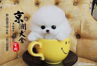 桂林有卖茶杯犬的吗 桂林卖宠物狗的 桂林有卖小博美的吗 - 桂林28生活网 www.28life.net