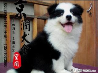 桂林有卖边境牧羊犬的吗 桂林宠物狗的价位 桂林卖小狗的 - 桂林28生活网 www.28life.net