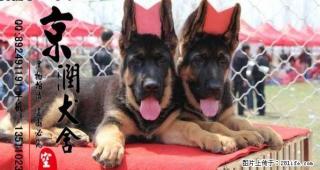 桂林有卖锤系德国牧羊犬的吗 黑背犬价格 弓背犬多少钱一只 - 桂林28生活网 www.28life.net