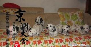 桂林有卖斑点小狗的吗 - 桂林28生活网 www.28life.net