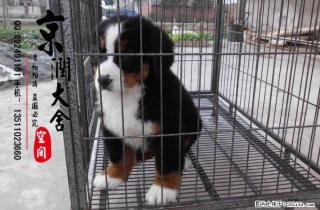 桂林伯恩山的价格 桂林有卖宠物狗的吗 桂林狗市 - 桂林28生活网 www.28life.net