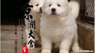 哪里有卖纯种的大白熊小狗 大白熊犬咬人吗 - 桂林28生活网 www.28life.net