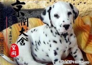家里有老人能养斑点小狗吗 斑点犬的特点 斑点狗的价位高吗 - 桂林28生活网 www.28life.net