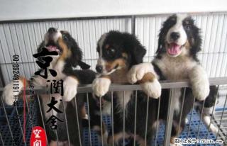 哪里有卖纯种伯恩山小狗 伯恩山犬的价格 伯恩山配种 - 桂林28生活网 www.28life.net