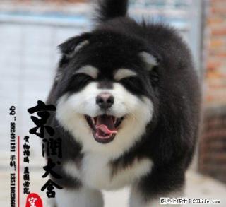 纯种的阿拉斯加犬能长多大 阿拉斯加犬哪里有卖的 - 桂林28生活网 www.28life.net