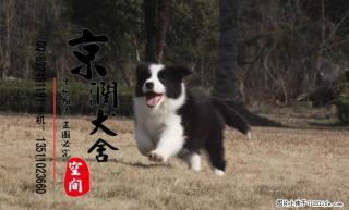 边境牧羊犬图片 边境牧羊犬吧  边境牧羊犬多少钱 - 桂林28生活网 www.28life.net