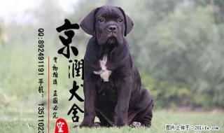 卡斯罗咬人吗 卡斯罗能看家吗 - 桂林28生活网 www.28life.net
