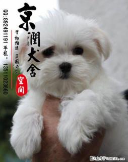 北京哪里卖纯种马尔济斯犬 - 桂林28生活网 www.28life.net