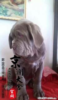 北京哪里卖纯种纽波利顿的 - 桂林28生活网 www.28life.net