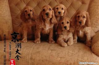 北京哪卖可卡幼犬 好养吗 - 桂林28生活网 www.28life.net