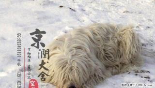 北京哪里卖纯种可蒙犬 - 桂林28生活网 www.28life.net