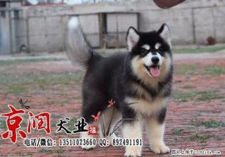 北京最好的犬舍是哪家 - 桂林28生活网 www.28life.net