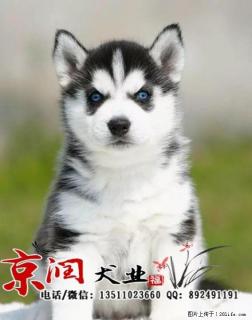 北京哪里出售纯种哈士奇 - 桂林28生活网 www.28life.net