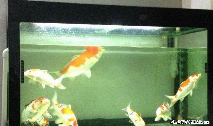 鱼缸、龟缸、水族箱订制 - 宠物食品 - 宠物信息 - 桂林分类信息 - 桂林28生活网 www.28life.net