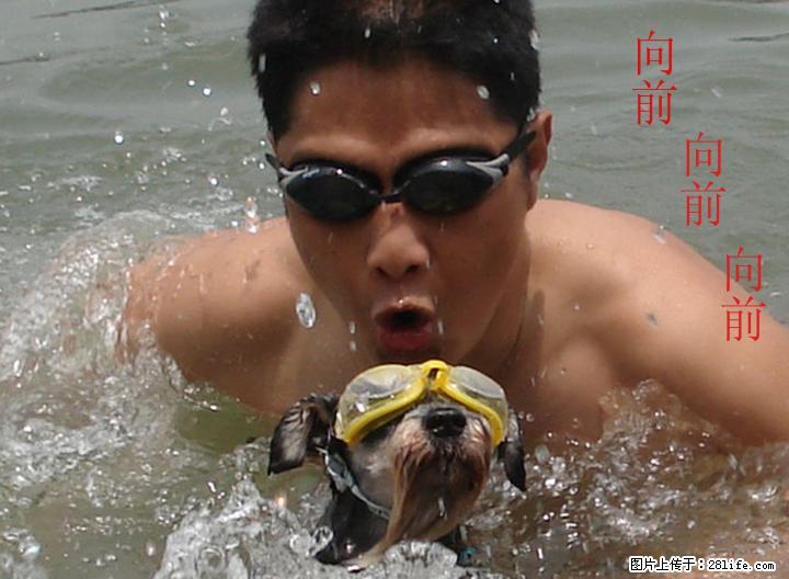 训狗不吃生人喂食,服从口令200元.不乱叫 - 宠物配种及服务 - 宠物信息 - 桂林分类信息 - 桂林28生活网 www.28life.net