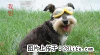 上门训狗定点拉屎拉尿小型犬300.寄养30元/天 - 桂林28生活网 www.28life.net