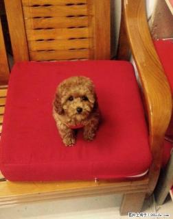 出售家养棕色微小泰迪犬一公一母，一母 - 桂林28生活网 www.28life.net