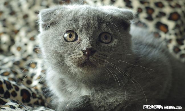 家养纯种英短折耳蓝猫，有公有母，桂林市区交易，可上门看猫，可见猫爸猫妈 - 宠物交易 - 宠物信息 - 桂林分类信息 - 桂林28生活网 www.28life.net