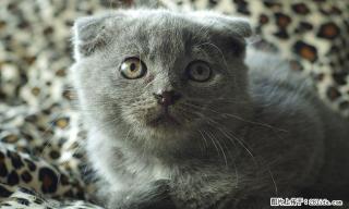 家养纯种英短折耳蓝猫，有公有母，桂林市区交易，可上门看猫，可见猫爸猫妈 - 桂林28生活网 www.28life.net