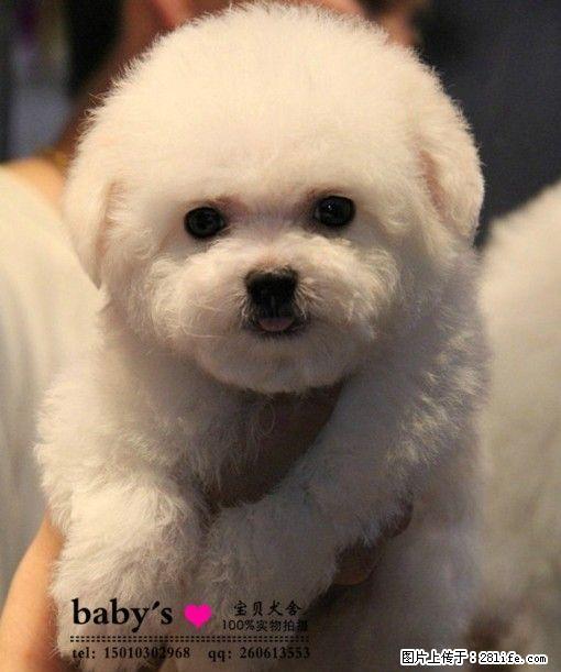 萌宠比熊犬 疫苗驱虫已做 签协议 - 宠物配种及服务 - 宠物信息 - 桂林分类信息 - 桂林28生活网 www.28life.net