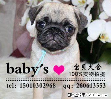 纯种巴哥犬 疫苗驱虫已做 签协议 - 宠物配种及服务 - 宠物信息 - 桂林分类信息 - 桂林28生活网 www.28life.net
