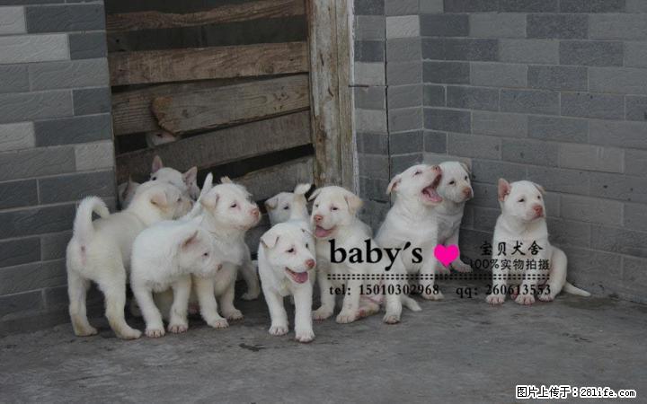 桂林纯种下司幼犬多少钱一只 - 宠物交易 - 宠物信息 - 桂林分类信息 - 桂林28生活网 www.28life.net