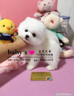 哈多利球体博美犬 疫苗驱虫已做 签协议 - 桂林28生活网 www.28life.net