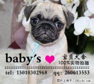 纯种巴哥犬 疫苗驱虫已做 签协议 - 桂林28生活网 www.28life.net