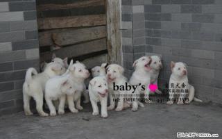 桂林纯种下司幼犬多少钱一只 - 桂林28生活网 www.28life.net