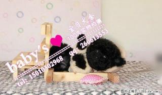 桂林纯种泰迪幼犬多少钱一只 - 桂林28生活网 www.28life.net