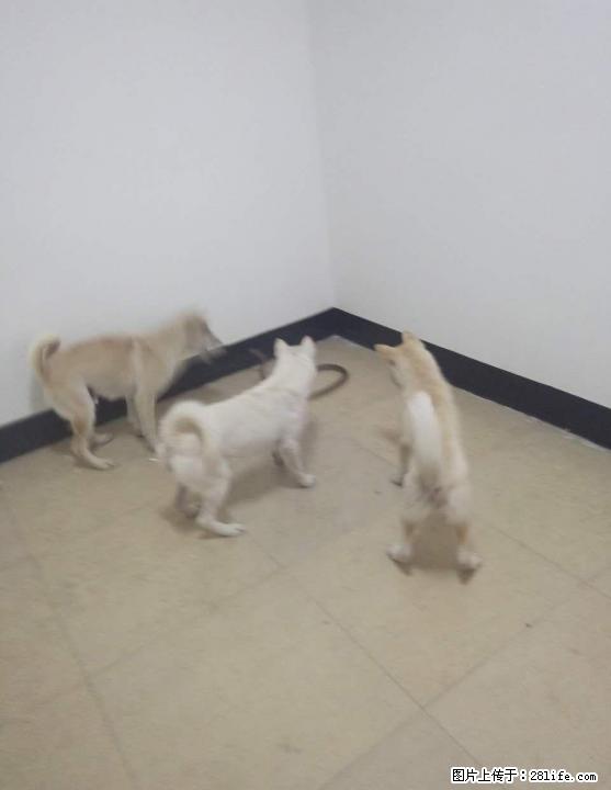 转让专门捕蛇类猎犬. - 宠物交易 - 宠物信息 - 桂林分类信息 - 桂林28生活网 www.28life.net
