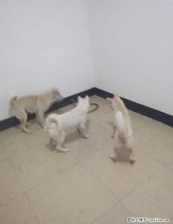 转让专门捕蛇类猎犬. - 桂林28生活网 www.28life.net