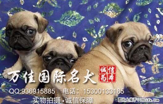 出售纯种大骨架鹰版新版巴哥犬出售质保健康 - 宠物交易 - 宠物信息 - 桂林分类信息 - 桂林28生活网 www.28life.net