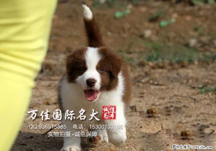 出售纯种大骨架智商高边境牧羊犬出售质保健康 - 宠物交易 - 宠物信息 - 桂林分类信息 - 桂林28生活网 www.28life.net